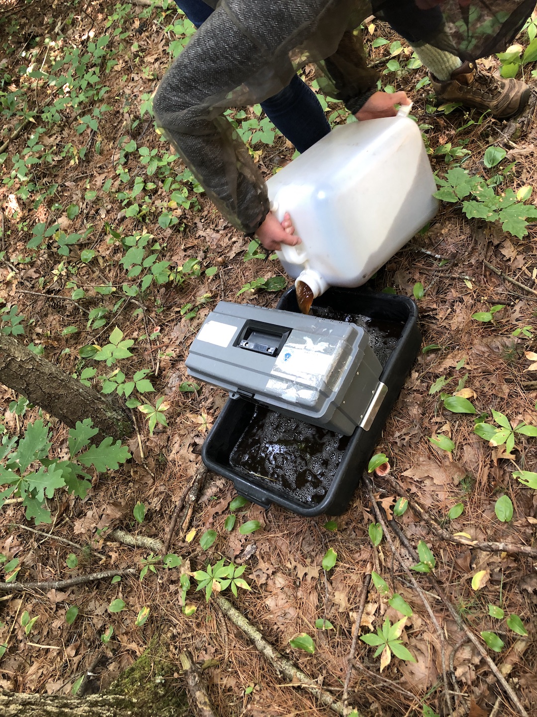 gravid trap with attractant